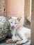 Cat white,Secretly behind rocks,Cunning eyes,Animal pet so cute,On street Bangkok,Thailand