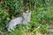 Cat with white-tabby fur lays and rests in the garden on grass.