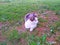 Cat white tabby lies and relax on the grass in the shade