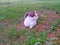 Cat white tabby lies and repose on the grass in the shade