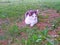 Cat white tabby lies and resting on the grass in the shade