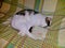 Cat white tabby sleeps with crossed paws, on duvet