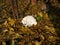Cat white tabby sleeps outdoors on the sun, on the ground in leaves