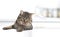 Cat at white table looking empty space,product promotion design.Pet portrait at kitchen