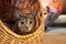 Cat in wicker basket