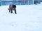 Cat in winter. Siamese cat walks on snowdrifts.