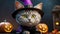 Cat in a witch hat sitting by carved pumpkins. Halloween-themed pet portrait with a festive backdrop. Concept of holiday