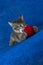 Cat with woolen ball