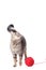 Cat with woolen ball