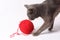 Cat with woolen ball