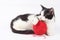 Cat with woolen ball