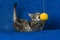 Cat with woolen ball
