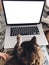 Cat working on laptop. Adorable maine coon cat looking at blank screen of laptop, sitting on owners legs on bed.Copy space.Funny