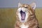 Cat yawning.