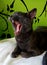 Cat yawning mouth