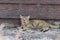 Cat yawning near the wall of the house.