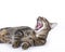 Cat yawning, yelling or laughing