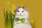 Cat on a yellow background sniffing narcissus