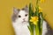Cat on a yellow background sniffing narcissus