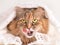 A cat with yellow eyes on white background. Cat licking lips. Funny animals emotions
