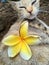 Cat and yellow flower in outdoors