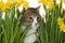 Cat in between yellow flowers