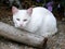 Cat, a young cat is resting in the garden.