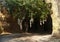 Catacomb entrance with tree and tied pieces of cloth