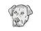 Catahoula Bulldog or American Mastahoulas Dog Breed Cartoon Retro Drawing