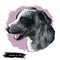 Catahoula Cur dog isolated hand drawn portrait. Digital art illustration of Catahoula or Catahoula Cur, American dog breed.