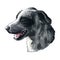 Catahoula Cur dog isolated hand drawn portrait. Digital art illustration of Catahoula or Catahoula Cur, American dog breed.