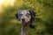 catahoula dog with blue eyes posing in summer