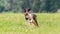 Catahoula dog running in the field on lure coursing competition