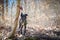 Catahoula Leopard Cattle Dog tied to a tree in the forest