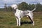 Catahoula leopard dog