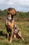 Catahoula leopard dog