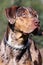 Catahoula leopard dog