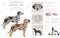 Catahoula Leopard dog clipart. All coat colors set.  Different position. All dog breeds characteristics infographic