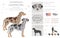 Catahoula leopard dog clipart. Different poses, coat colors set