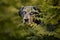 catahoula leopard dog outdoors in summer