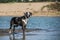 Catahoula Leopard Dog in photo workshop