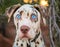 Catahoula Leopard Dog Portrait With Mesmerizing Blue Eyes