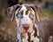 Catahoula Leopard Dog Portrait With Mesmerizing Blue Eyes