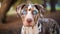 Catahoula Leopard Dog Portrait With Mesmerizing Blue Eyes