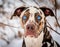 Catahoula Leopard Dog Portrait With Mesmerizing Blue Eyes