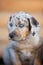 catahoula leopard dog puppy portrait close up