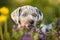 catahoula leopard dog puppy portrait outdoors in summer