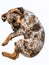 Catahoula leopard dog puppy sleeping, isolated, clipping path, cute