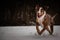 Catahoula Leopard Dog is running in snow.