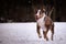 Catahoula Leopard Dog is running in snow.